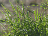 Sprinkled Blades of Grass