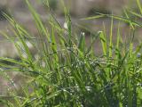 Sprinkled Blades of Grass