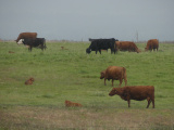 Cows on a Rainy Spring Day