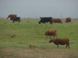 Cows on a Rainy Spring Day