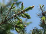 New Spruce Growth