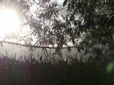 Willow Branch with Afternoon Sun