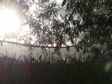 Willow Branch with Afternoon Sun