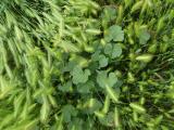 Mallow in the Grass