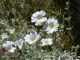 White Flower Cluster