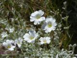 White Flower Cluster