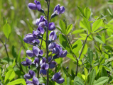 Purple Petals
