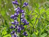 Purple Petals
