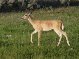Young Buck