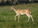 Young Buck