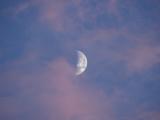 Waxing Moon with Pink Clouds