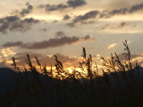 Grasses against the Sunset Sky