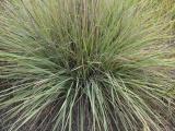 Clump of Grasses