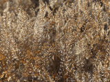 Landscape of Tan Seeds