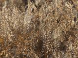 Landscape of Tan Seeds