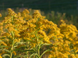 August Yellow Blossoms
