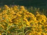 August Yellow Blossoms