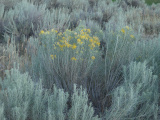 Yellow Tipped Sagebrush
