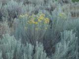 Yellow Tipped Sagebrush