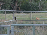 Cats on Fences