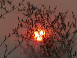 Red Light on Seeds
