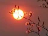 Red Light on Seeds II
