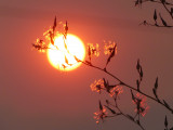 Red Light on Seeds II