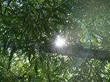Midday Sun through Willow Branches