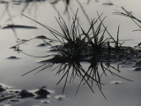 Grass in a Puddle After Rain