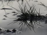 Grass in a Puddle After Rain