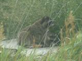Raccoons through the Grass