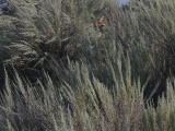 In the Sagebrush