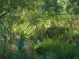 Green August