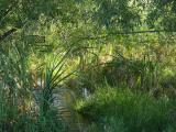 Green August