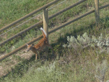 Deer by the Fence