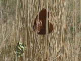 Leaves in the Grass