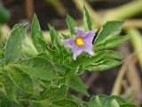 Potato Flower in September