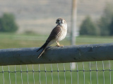 Tiny Bird of Prey