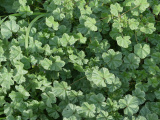 Mallow Patch