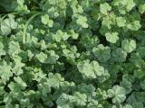 Mallow Patch