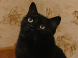 Attentive Nunki