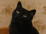 Attentive Nunki