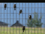 Sparrow Grid