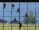Sparrow Grid
