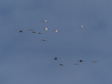 Large Flock of Cranes