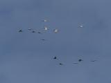 Large Flock of Cranes