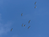 Cranes Overhead