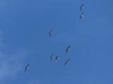 Cranes Overhead