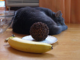Still Life, with Cat