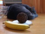 Still Life, with Cat